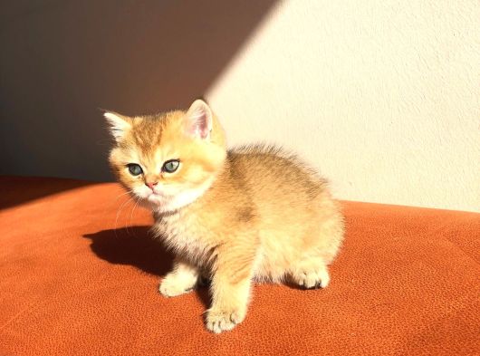 A Kalite Golden British Şhorthair Bebekler görsel