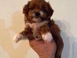 MUHTEŞEM GÜZELLİK DE MALTİPOO YAVRULARIMIZ