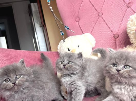 Prensesler  Geldi̇ görsel