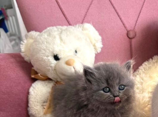 Prensesler  Geldi̇ görsel