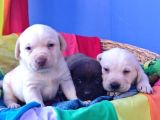Labrador Yavruları