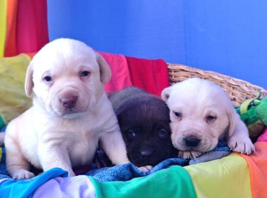 Labrador Yavruları