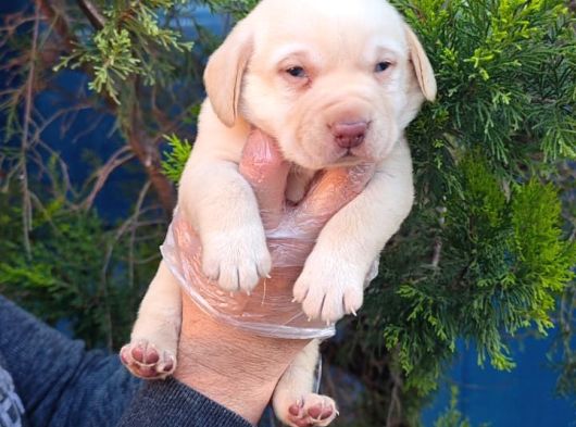 Labrador Yavruları görsel