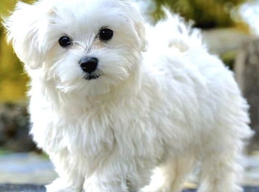 Güzeller Güzeli Maltese Yavruları görsel