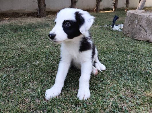 Border Collie Yavrularımız
