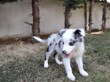Border Collie Yavrularımız