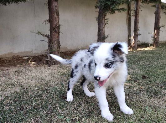 Border Collie Yavrularımız görsel
