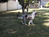 Border Collie Yavrularımız