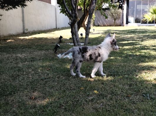 Border Collie Yavrularımız görsel