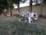 Border Collie Yavrularımız