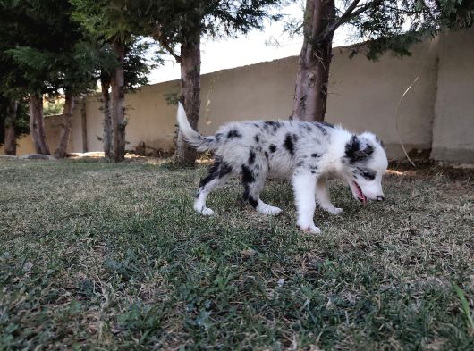 Border Collie Yavrularımız görsel