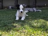 Border Collie Yavrularımız