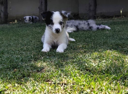 Border Collie Yavrularımız görsel