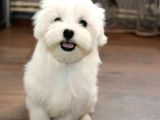 Güzeller Güzeli Maltese Yavruları