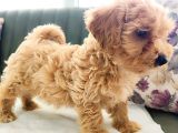 Maltipoo Yavrular