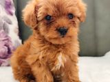 Mini Toy Poodle Yavrularımız