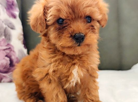 Mini Toy Poodle Yavrularımız