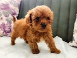Mini Toy Poodle Yavrularımız