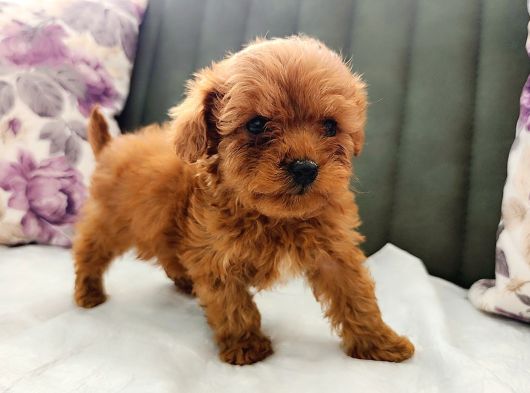 Mini Toy Poodle Yavrularımız görsel
