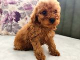 Mini Toy Poodle Yavrularımız