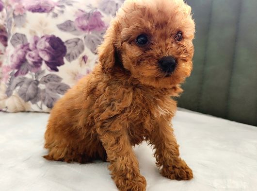 Mini Toy Poodle Yavrularımız görsel