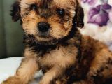 Mini Toy Poodle Yavrularımız