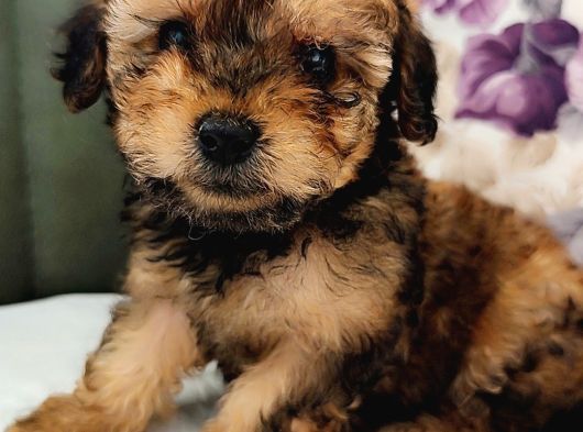 Mini Toy Poodle Yavrularımız görsel
