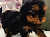 Mini Toy Poodle Yavrularımız