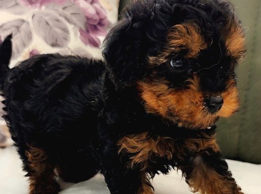 Mini Toy Poodle Yavrularımız görsel