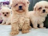 Morkie Yavrular