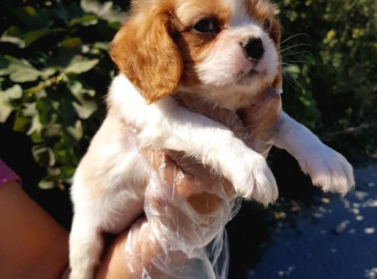 Cavalier King Charles Yavruları