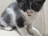 Tekir Kedi Sahiplendirme