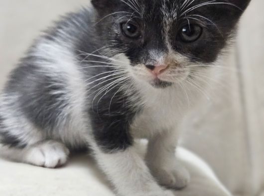 Tekir Kedi Sahiplendirme görsel