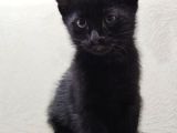 Tekir Kedi Sahiplendirme