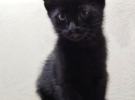 Tekir Kedi Sahiplendirme görsel