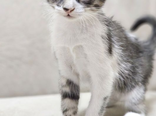 Tekir Kedi Sahiplendirme görsel