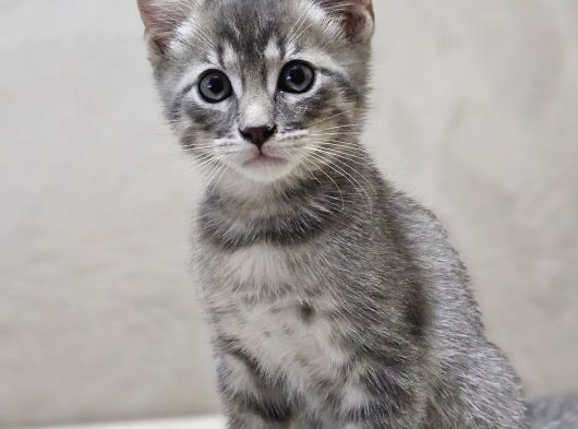 Tekir Kedi Sahiplendirme
