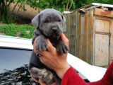 Irk Cane Corso Veteriner Onaylı Ve Sağlıklı