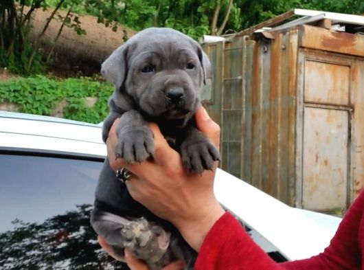 Irk Cane Corso Veteriner Onaylı Ve Sağlıklı görsel