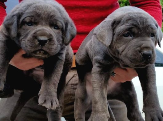 Irk Cane Corso Veteriner Onaylı Ve Sağlıklı görsel