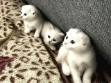 Tatlimi Tatli Top Kafa Scoti̇shler