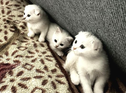 Tatlimi Tatli Top Kafa Scoti̇shler görsel