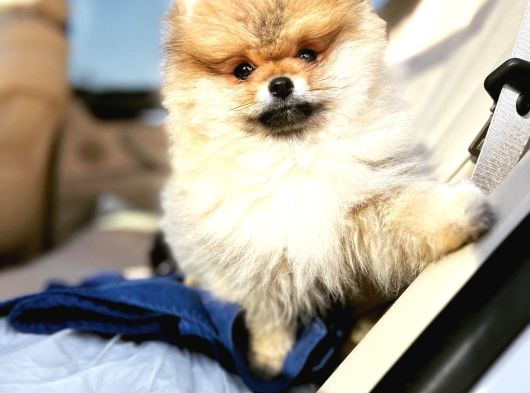 Secereli Anne Ve Babadan Orjinal Teddy Bear Pomernian Boo görsel
