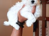 A Kali̇te Kore Maltese Teri̇er Yavrular