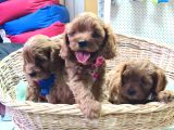 GERÇEK ORJİNAL CAVAPOO YAVRULAR