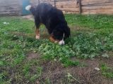 Bernese Damızlık