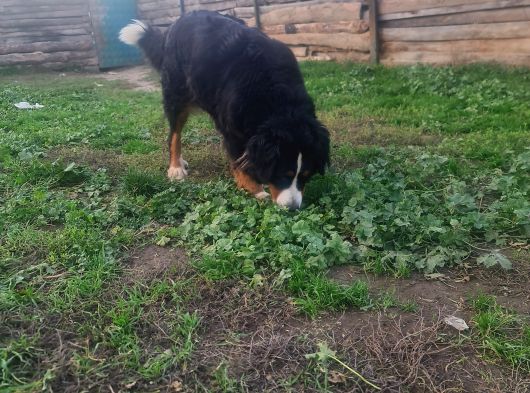 Bernese Damızlık görsel