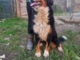 Bernese Damızlık