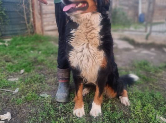 Bernese Damızlık görsel