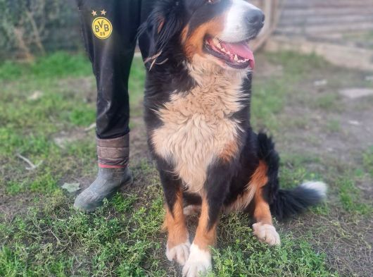 Bernese Damızlık görsel